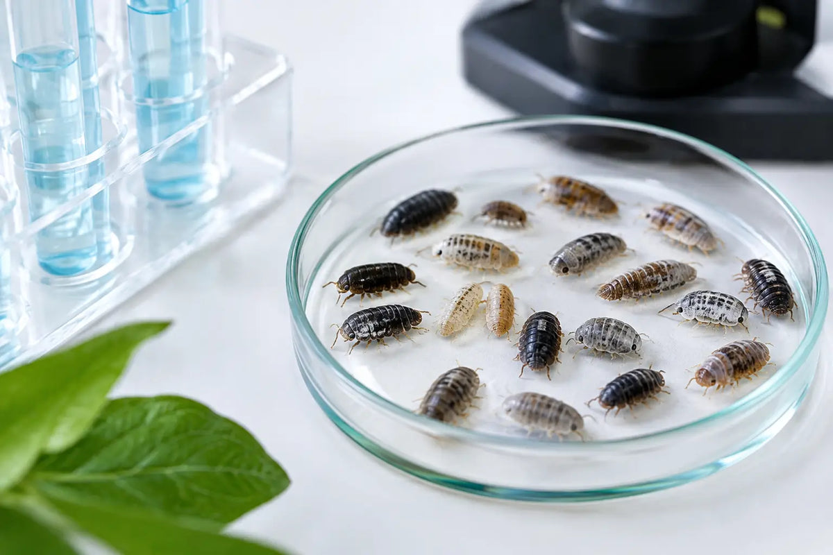 Isopod Genetics: What Your Colony Can Tell You