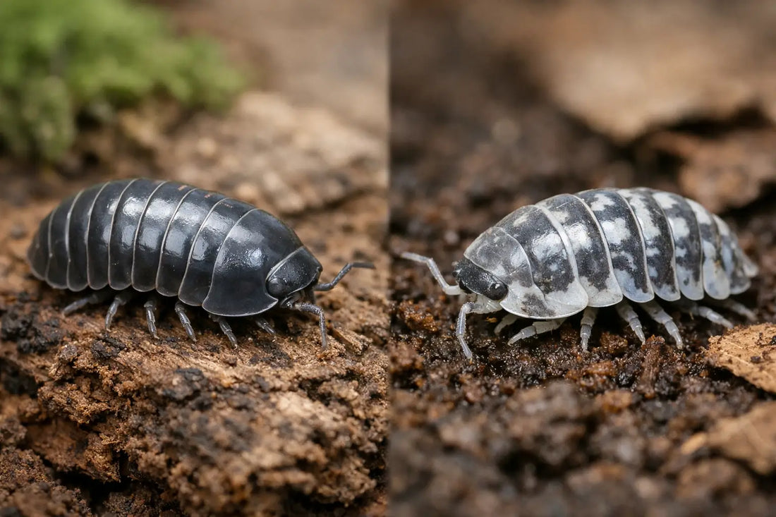 Armadillidium vs Cubaris Care: Key Differences