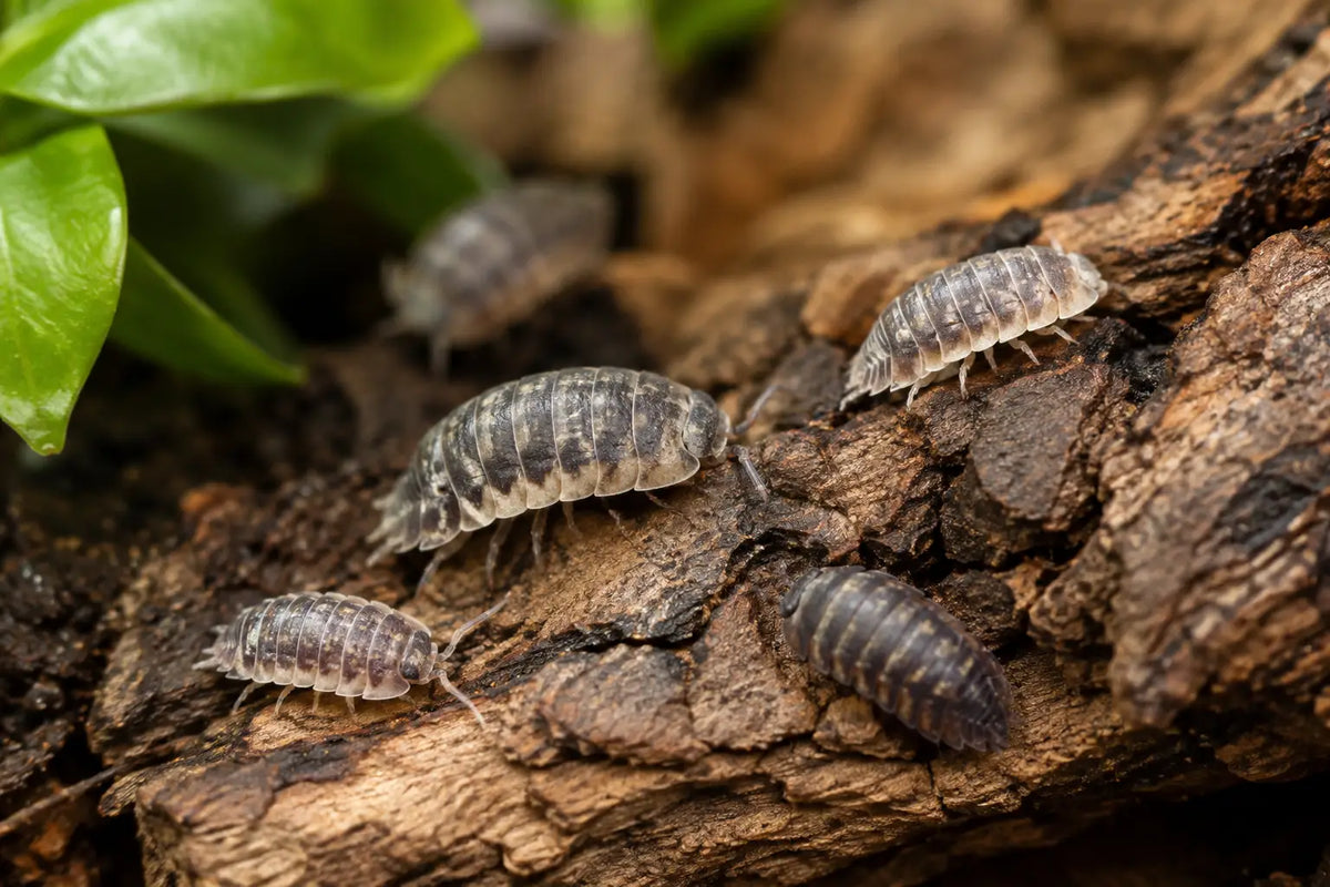 How Long Do Isopods Live? Species Lifespans