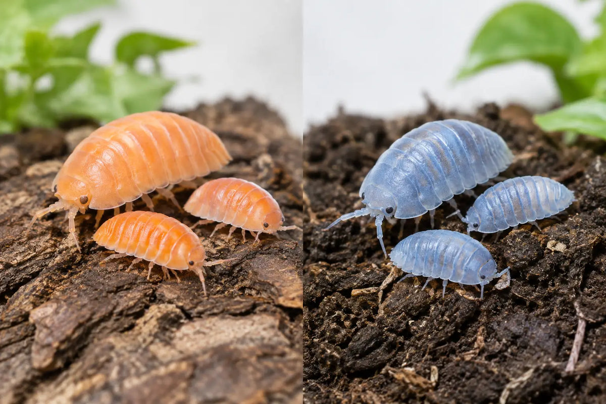 Powder Orange vs Powder Blue Isopods Compared
