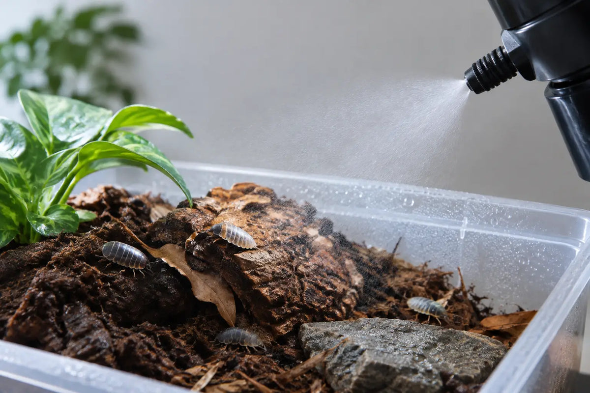 Isopod Habitat Misting Without the Swamp