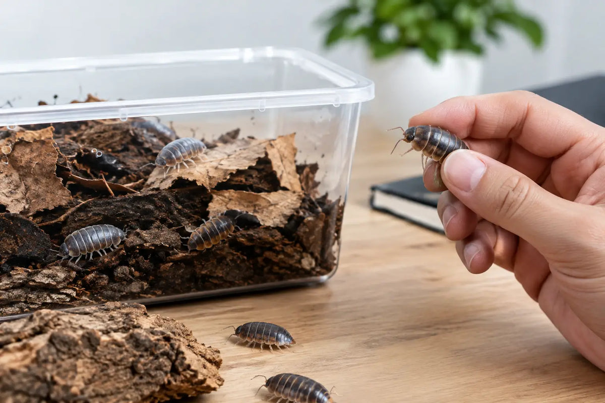 Isopod Product Review: What Collectors Should Check