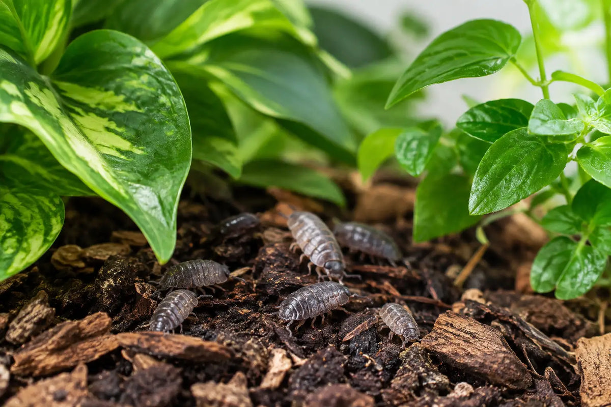 Are Isopods Safe Around Plants? Mostly, Yes
