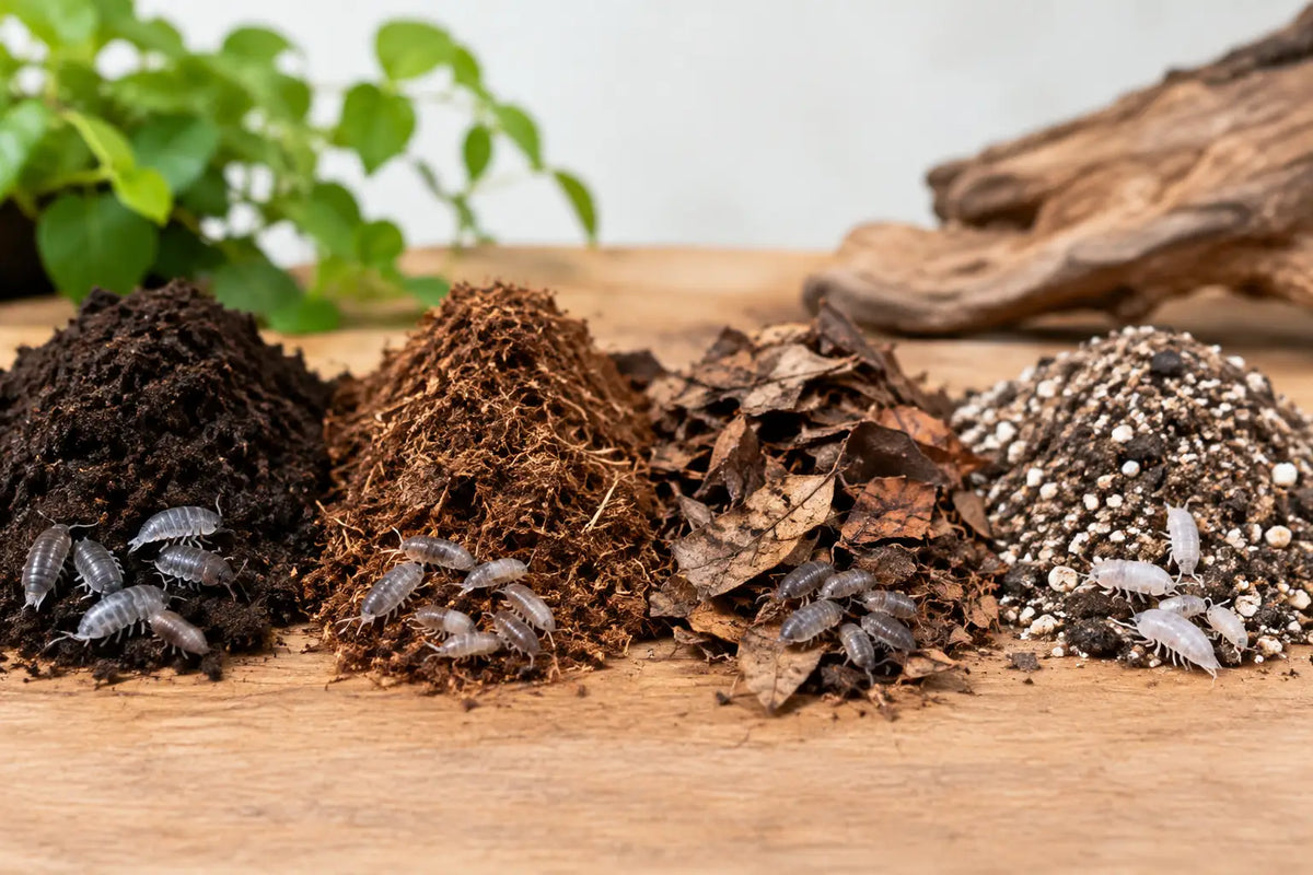 Isopod Soil Comparison for Thriving Colonies