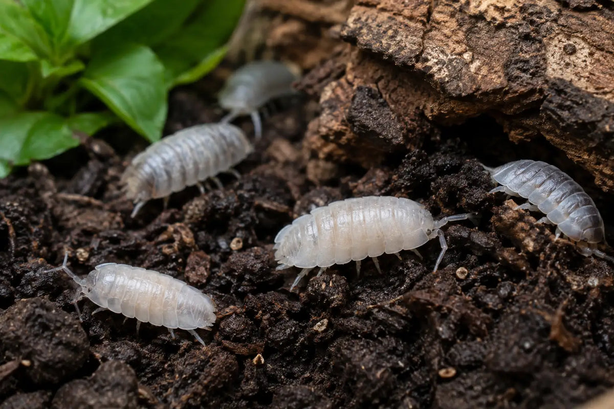Why Do Isopods Turn Pale in Your Colony?