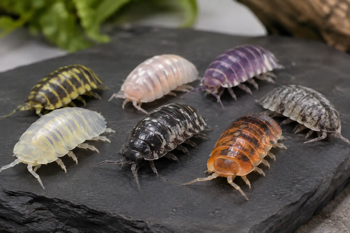 Isopod Color Morph Trends Collectors Watch