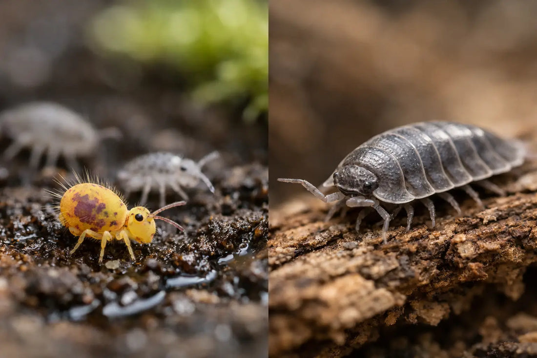 Springtails vs Isopods: What’s the Difference?