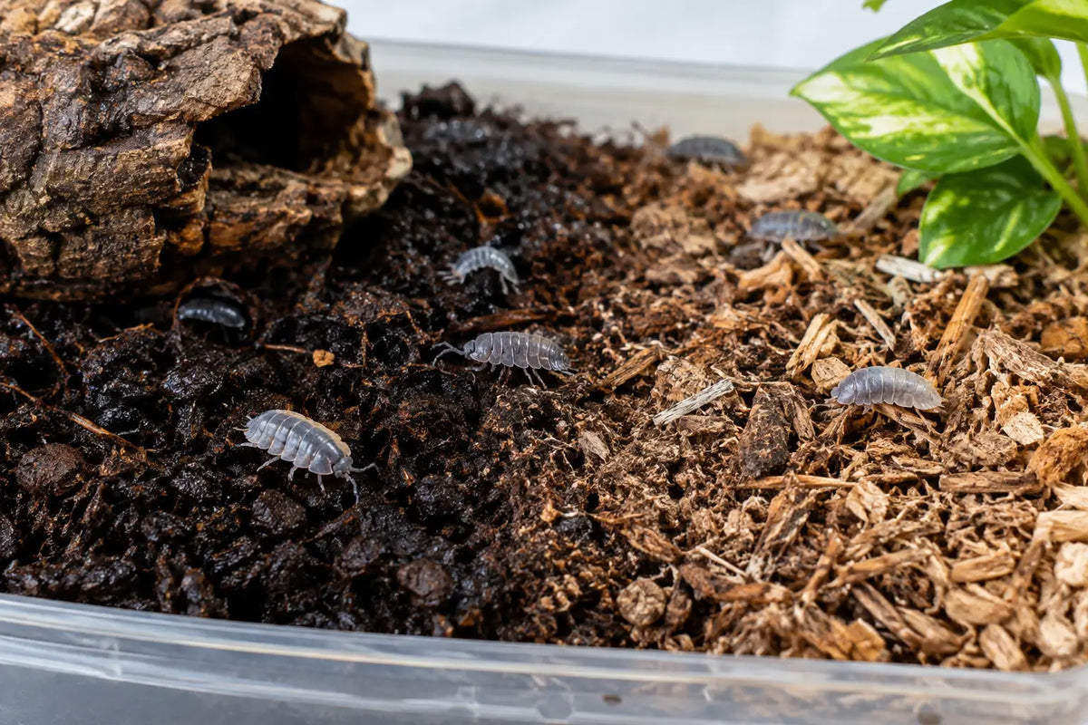 How to Create a Moisture Gradient for Isopods