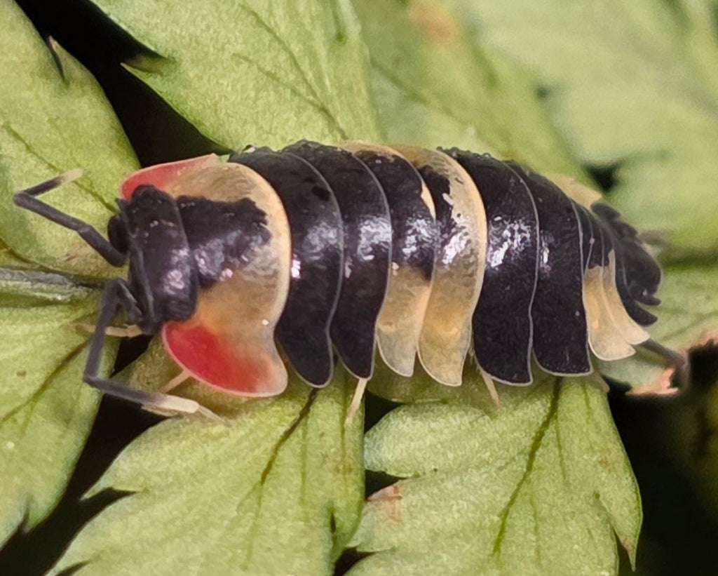 Tri Color / Dirty Scarlets - 6ct