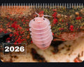 The front cover of the 2026 isopod calendar which is a cherry blossom isopod eating some fish flake