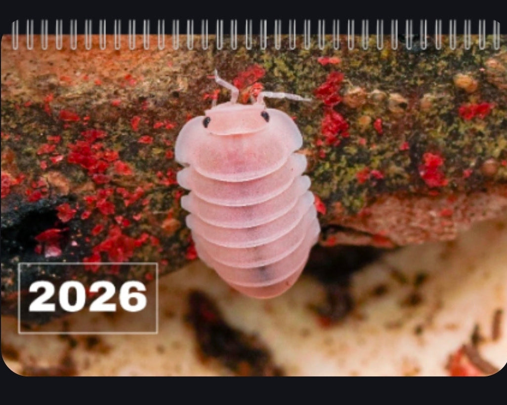 The front cover of the 2026 isopod calendar which is a cherry blossom isopod eating some fish flake