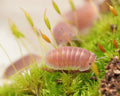 cubaris cherry blossom isopod in a meadow of moss with other cherry blossom isopods