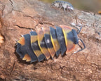 A Phoenix isopod with a mancae in the background