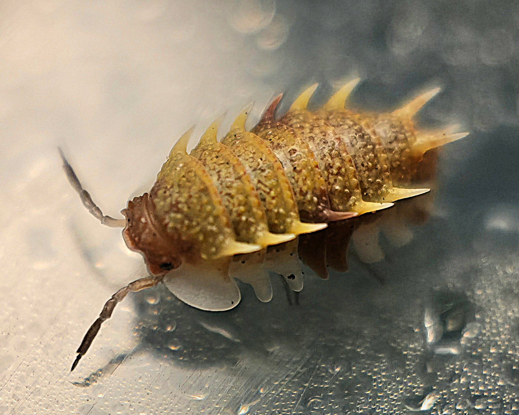 A Pseudarmadillo gillianus isopod on a background with some water droplets