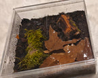An acrylic enclosure with some moss and bark and substrate