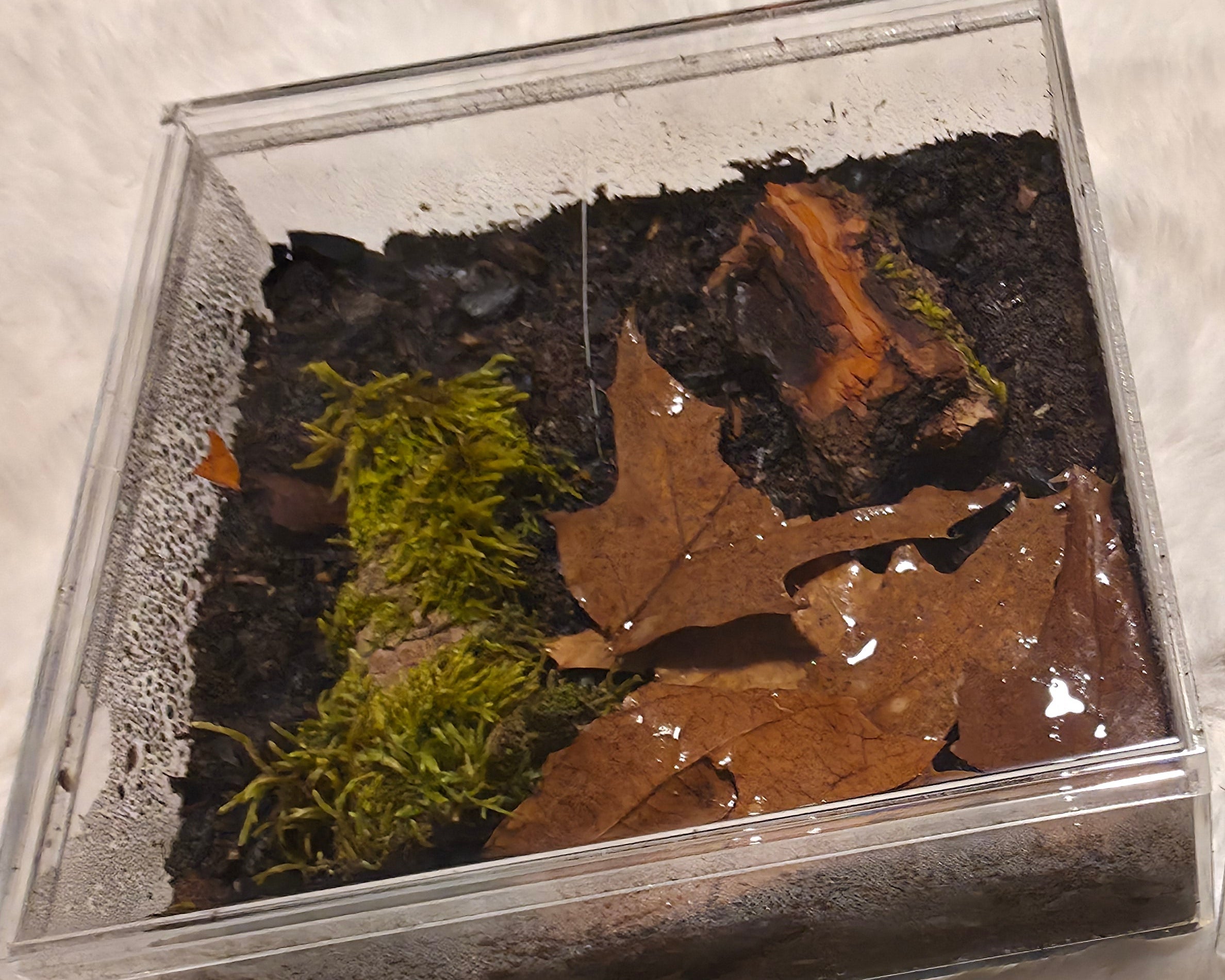 An acrylic enclosure with some moss and bark and substrate