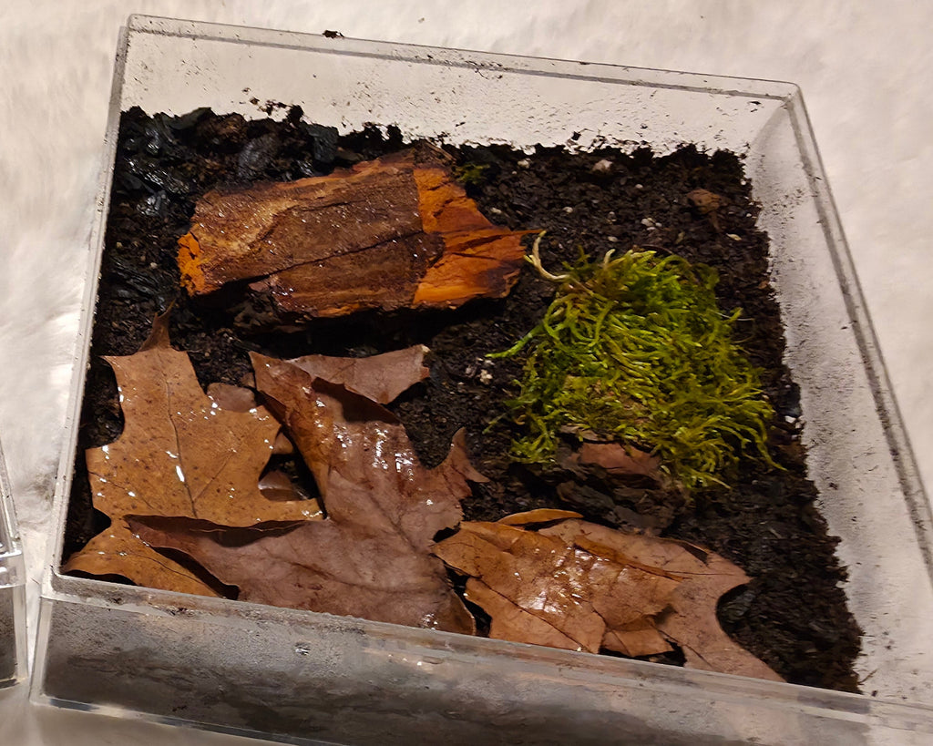 An acrylic enclosure with bark moss and substrate and some leaves
