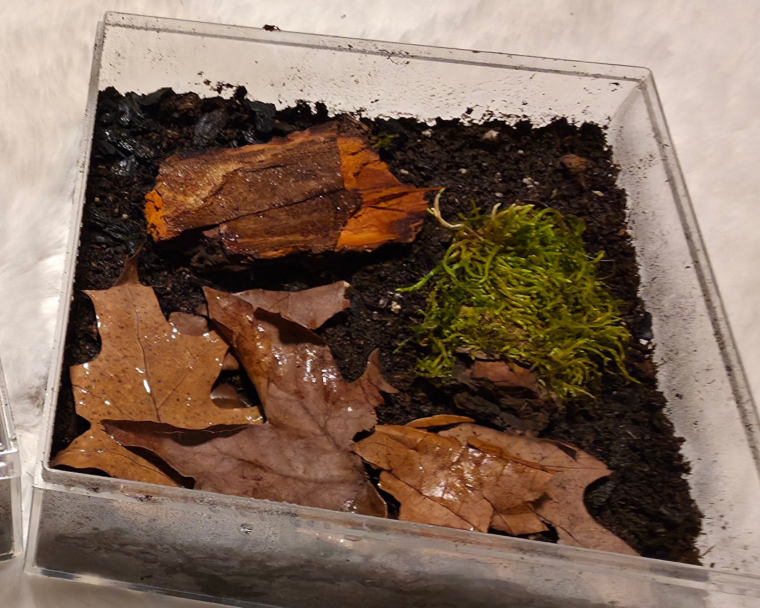 An acrylic enclosure with bark moss and substrate and some leaves