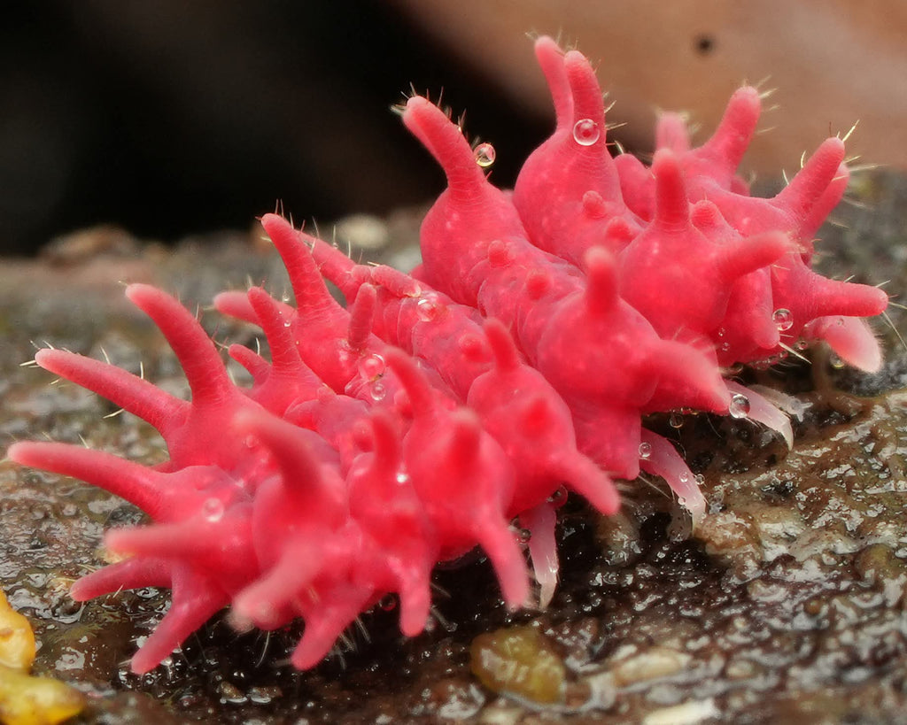 A macro closeup of a rambutan springtail of Vietnam variety