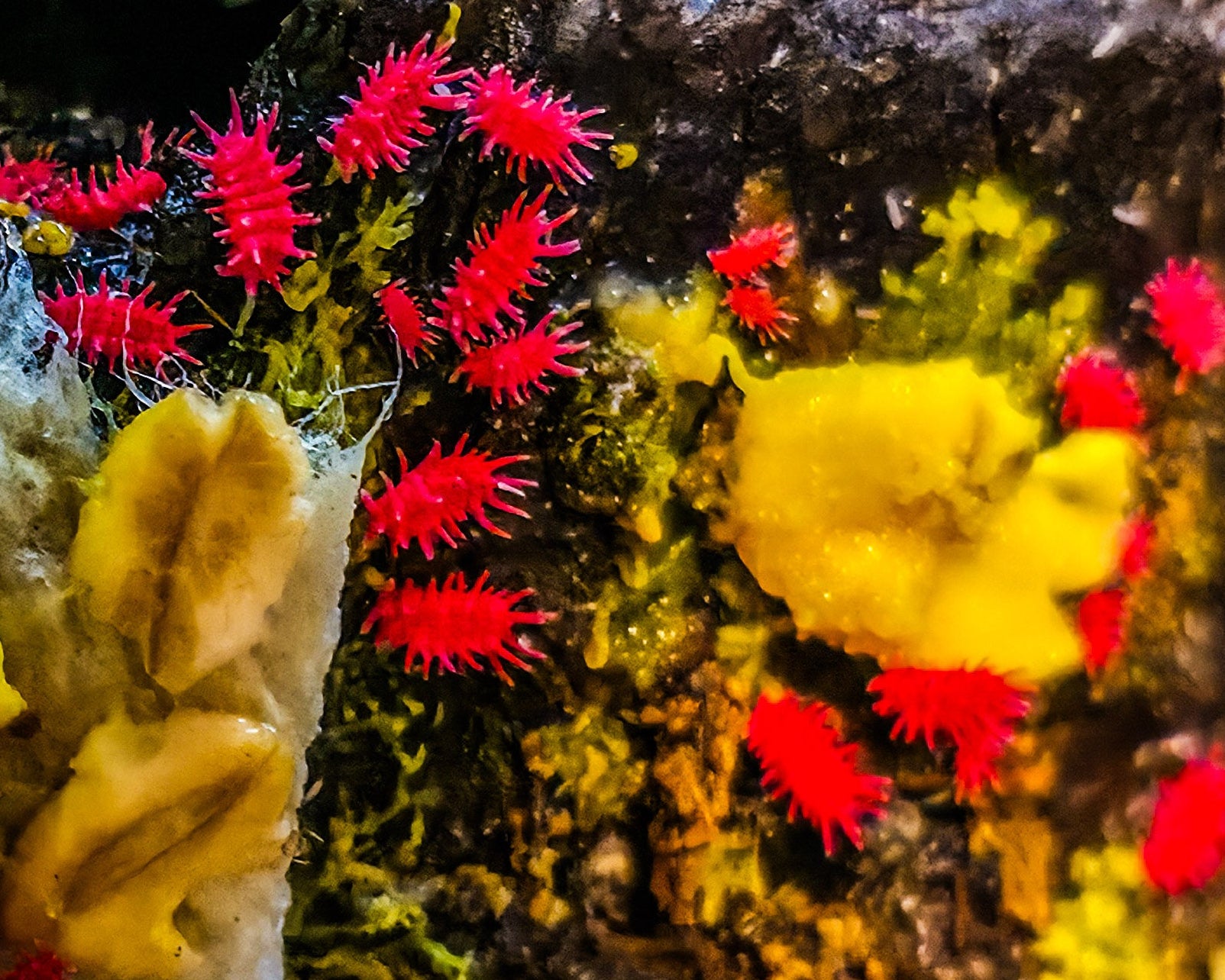 Numerous Vietnam spiky red springtails eating yellow slim mould