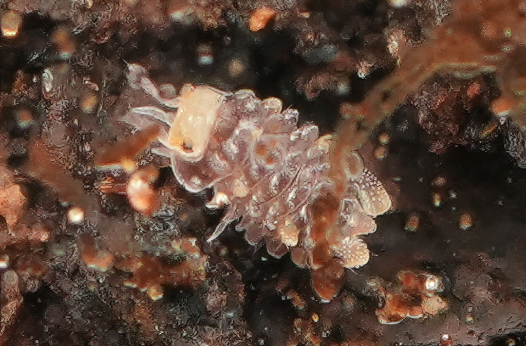 Spiky Torpedo - 6ct