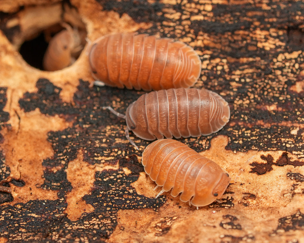 three anemone isopods and one hiding away in a hole