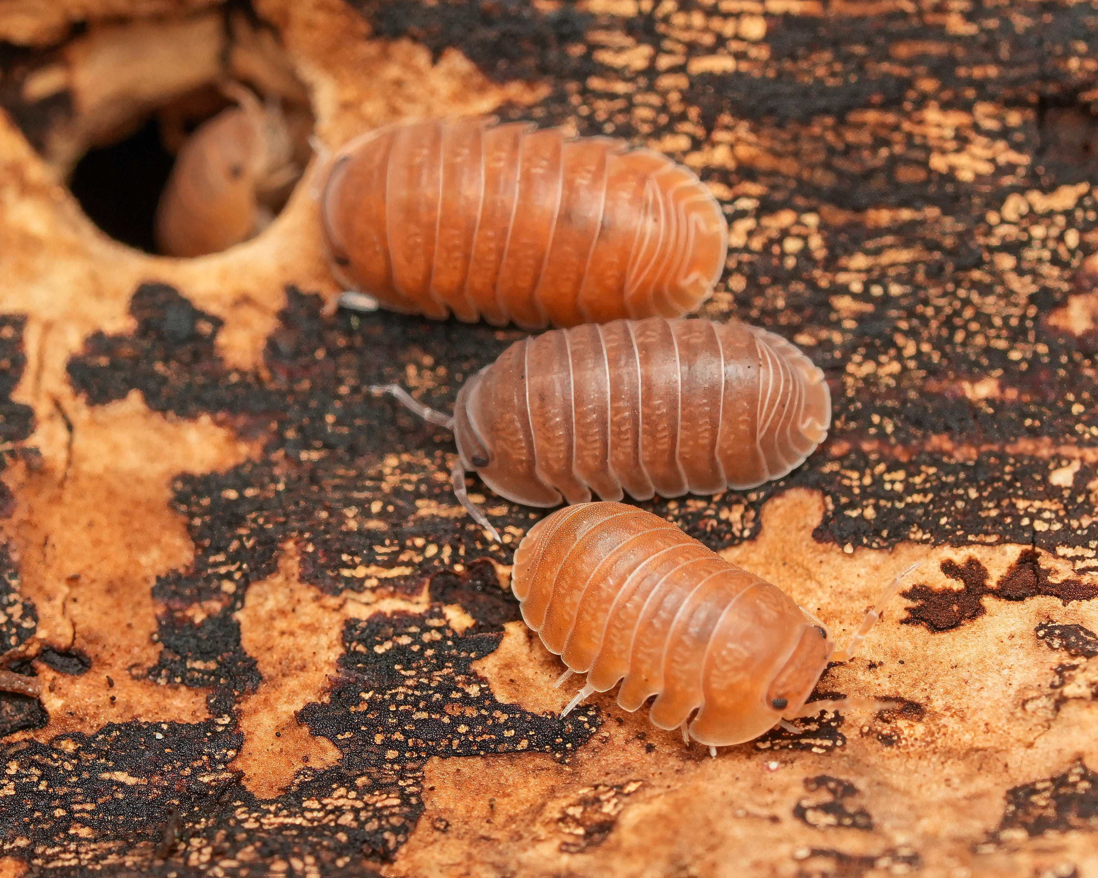three anemone isopods and one hiding away in a hole