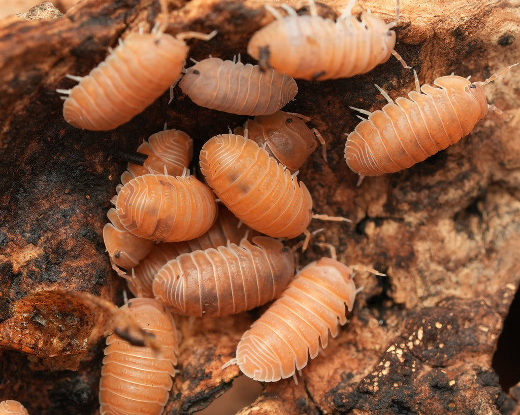 a group of anemones isopods