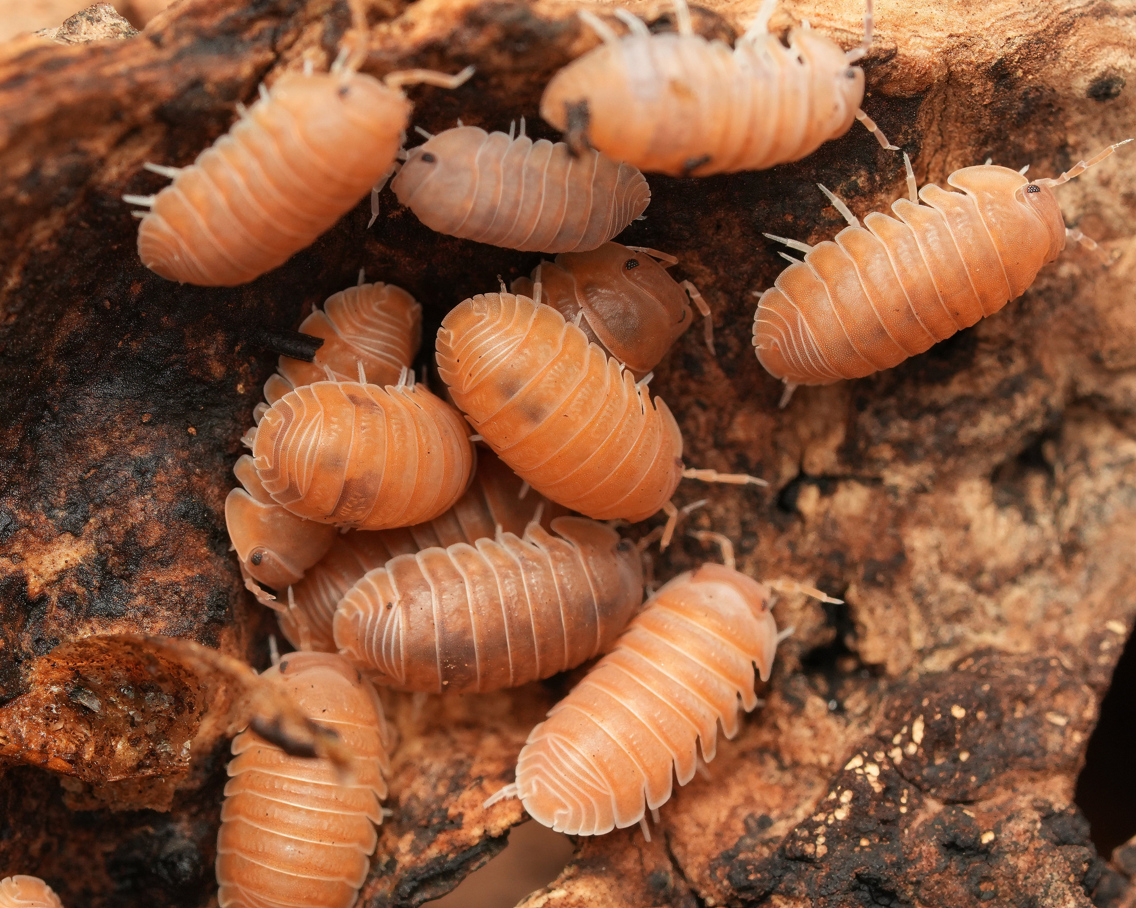 a group of anemones isopods