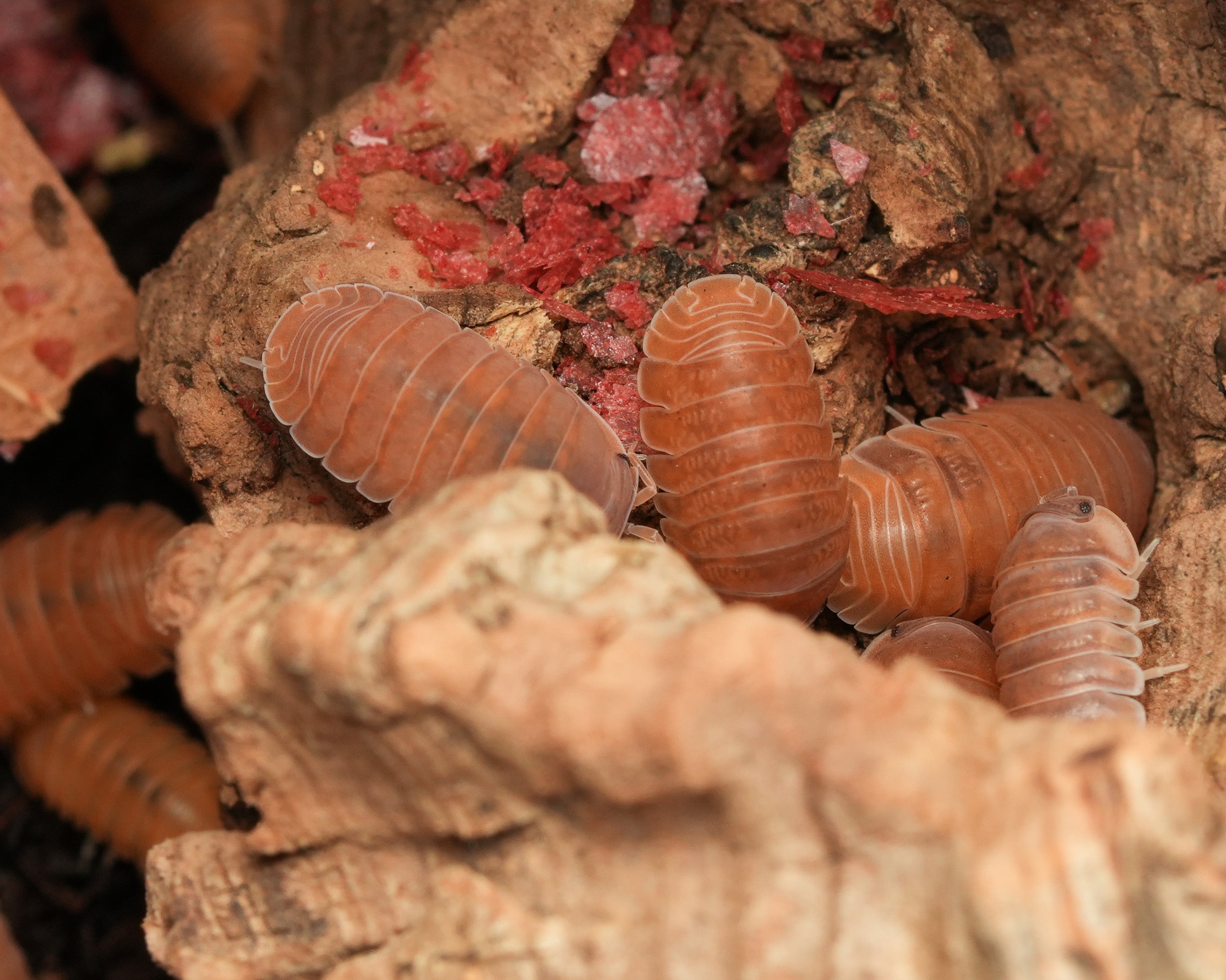 anemone isopods eating away at some fish flake