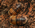 A picture of two Filipinodillo batman isopods