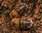 A picture of two Filipinodillo batman isopods