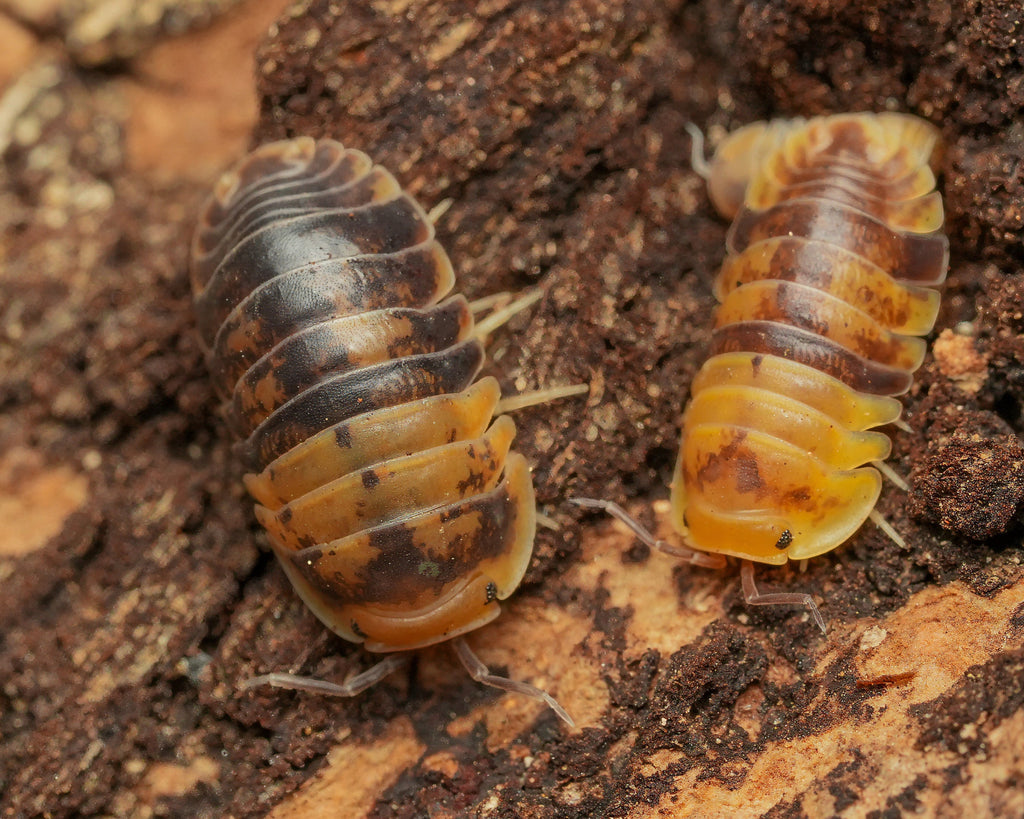 A picture of two Filipinodillo batman isopods