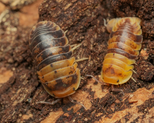 A picture of two Filipinodillo batman isopods
