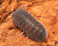 A closeup of a black bear isopod