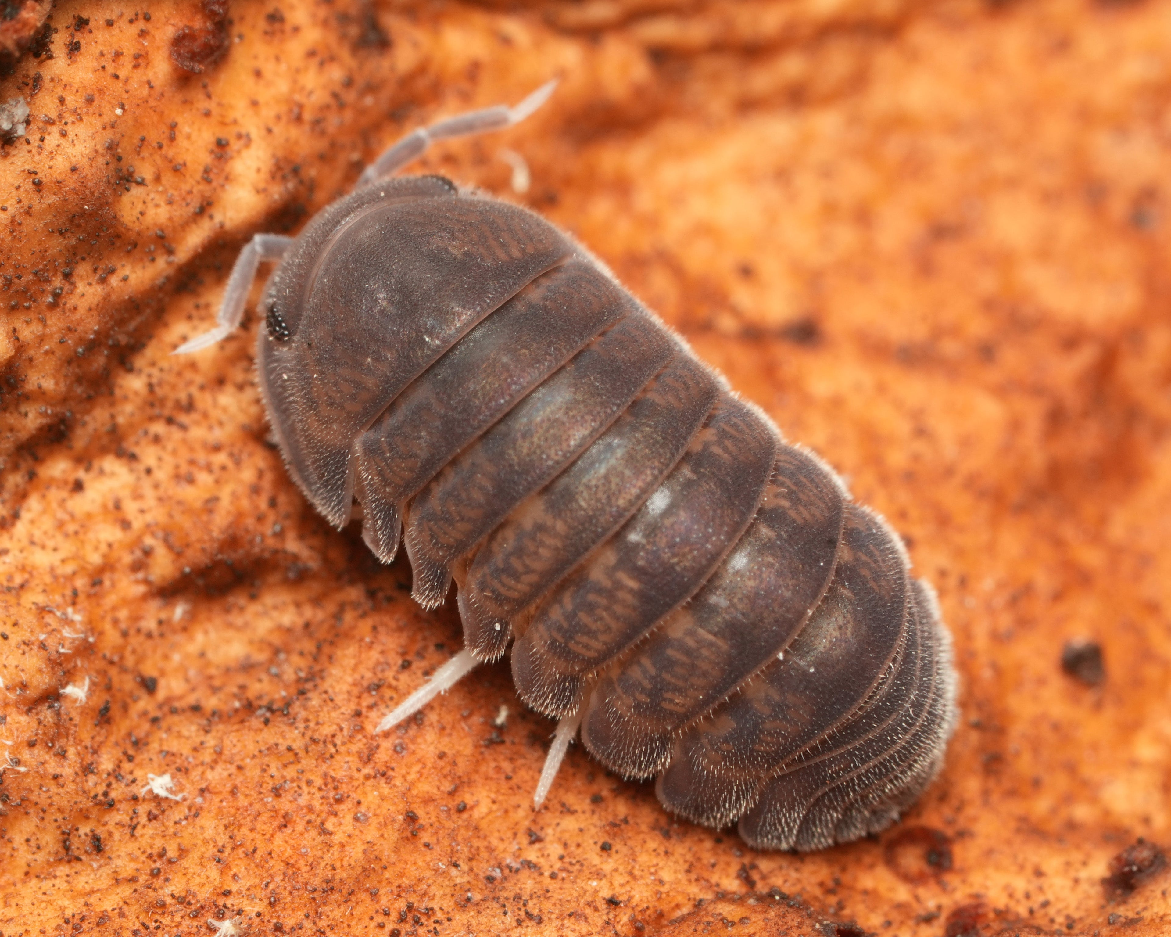 A closeup of a black bear isopod