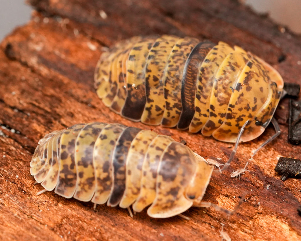 two bumble bico isopods