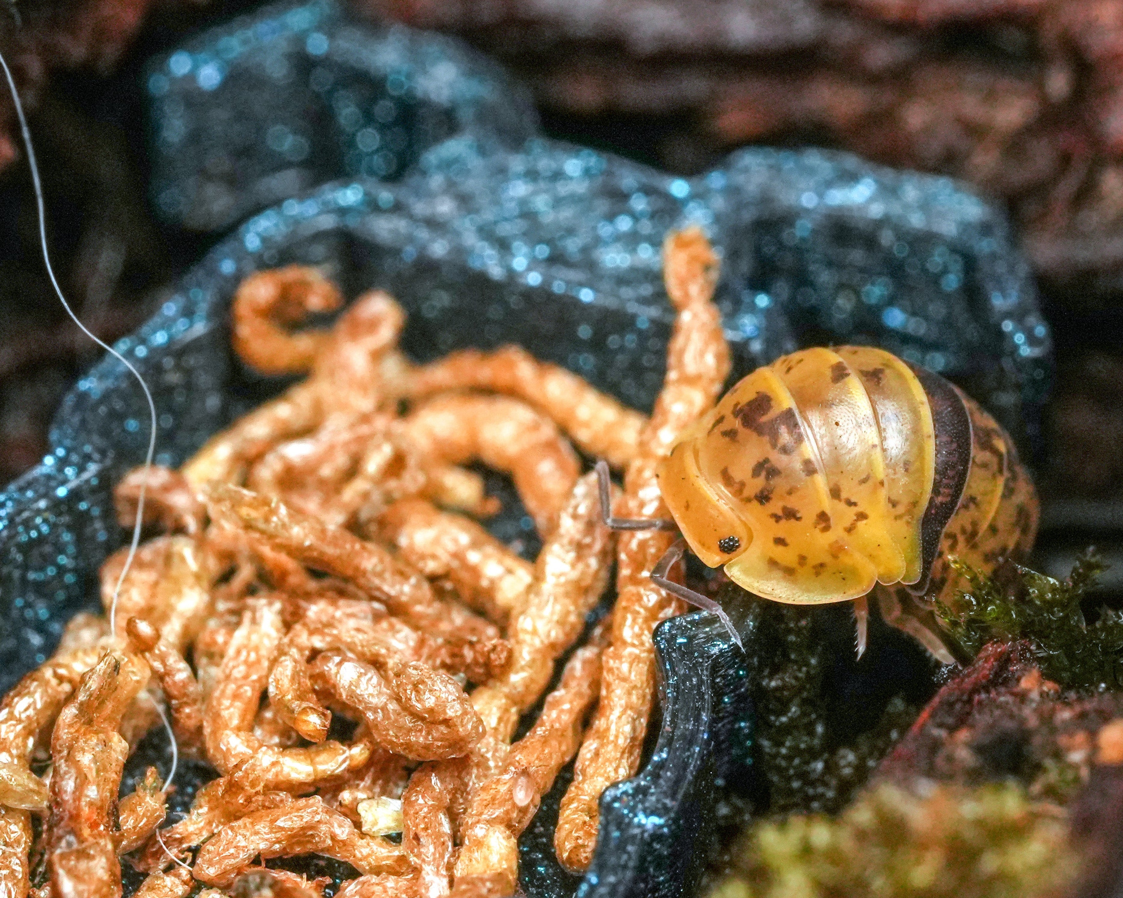 a baby bumble bico isopod