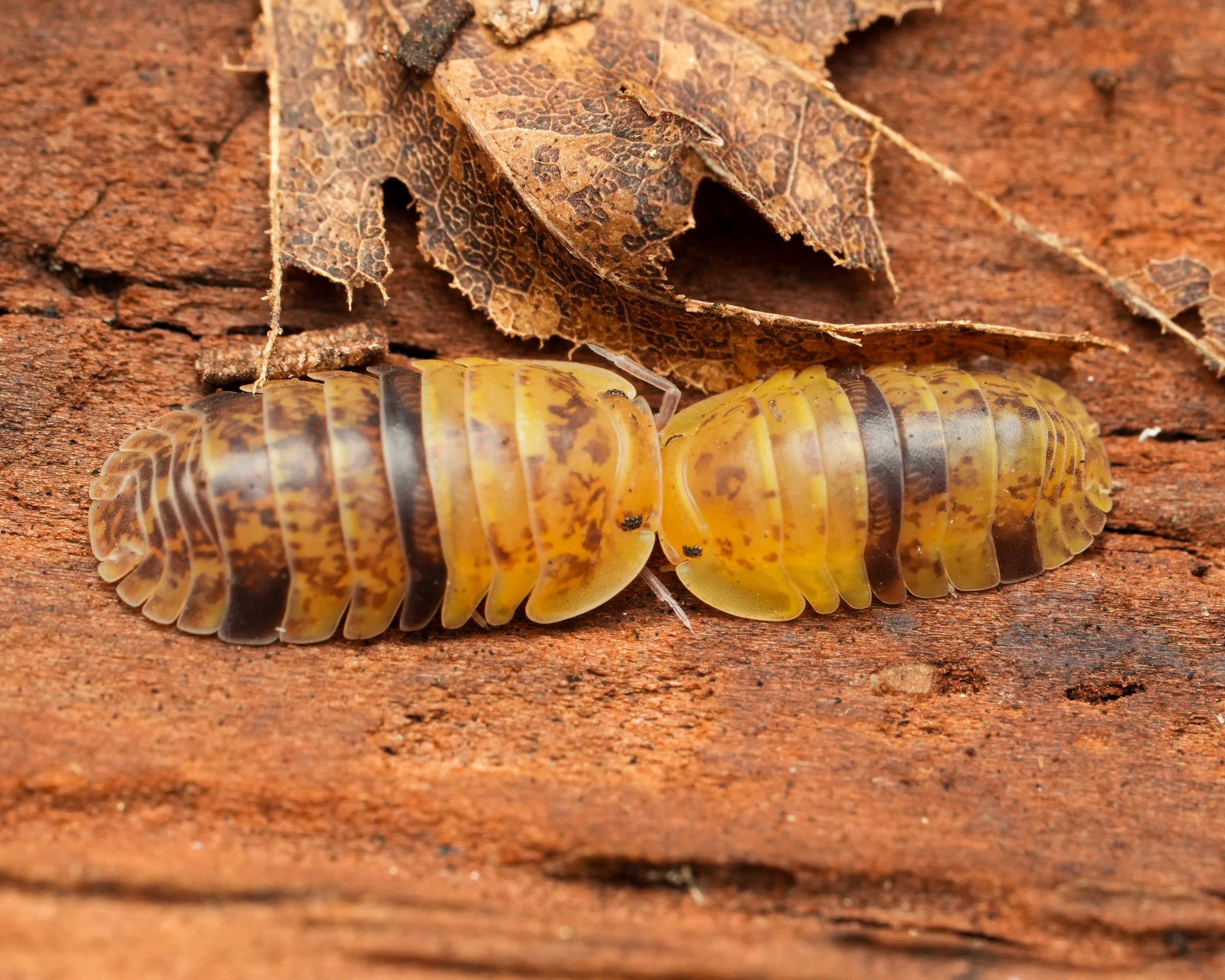 Two pill bugs on a wooden surface with leaves