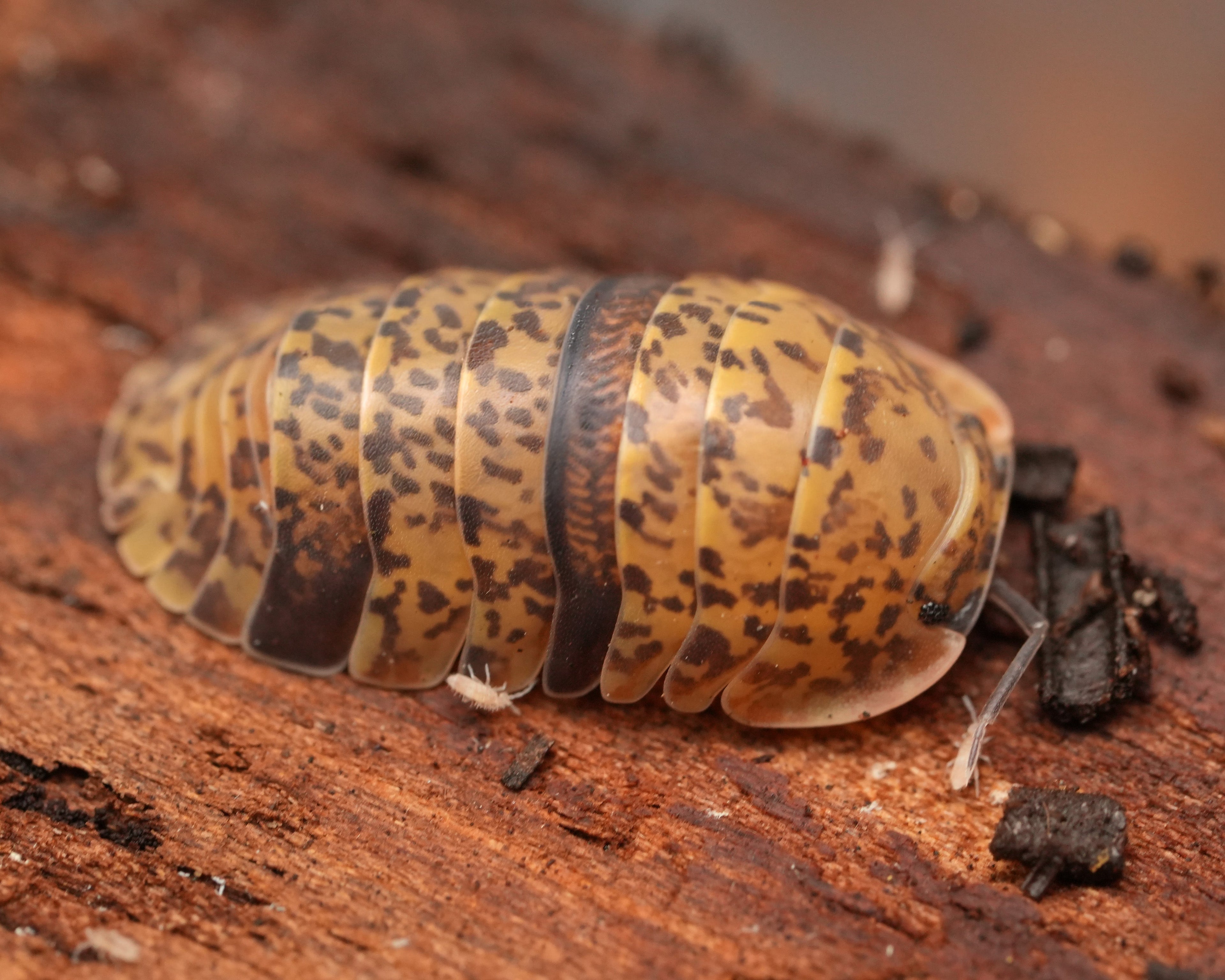 a bumble bico isopod