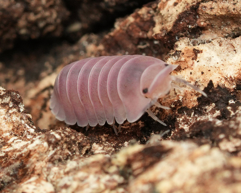 a cubaris cherry blossom isopod