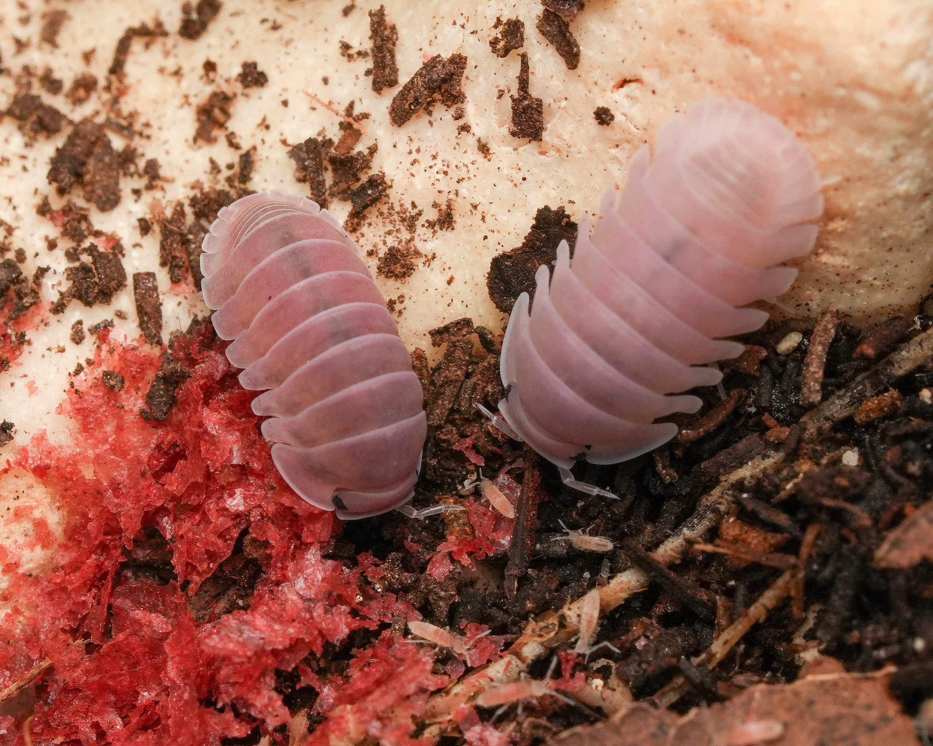 two cherry blossom isopods eating food