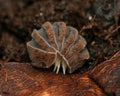 Close-up of a claymoss isopod