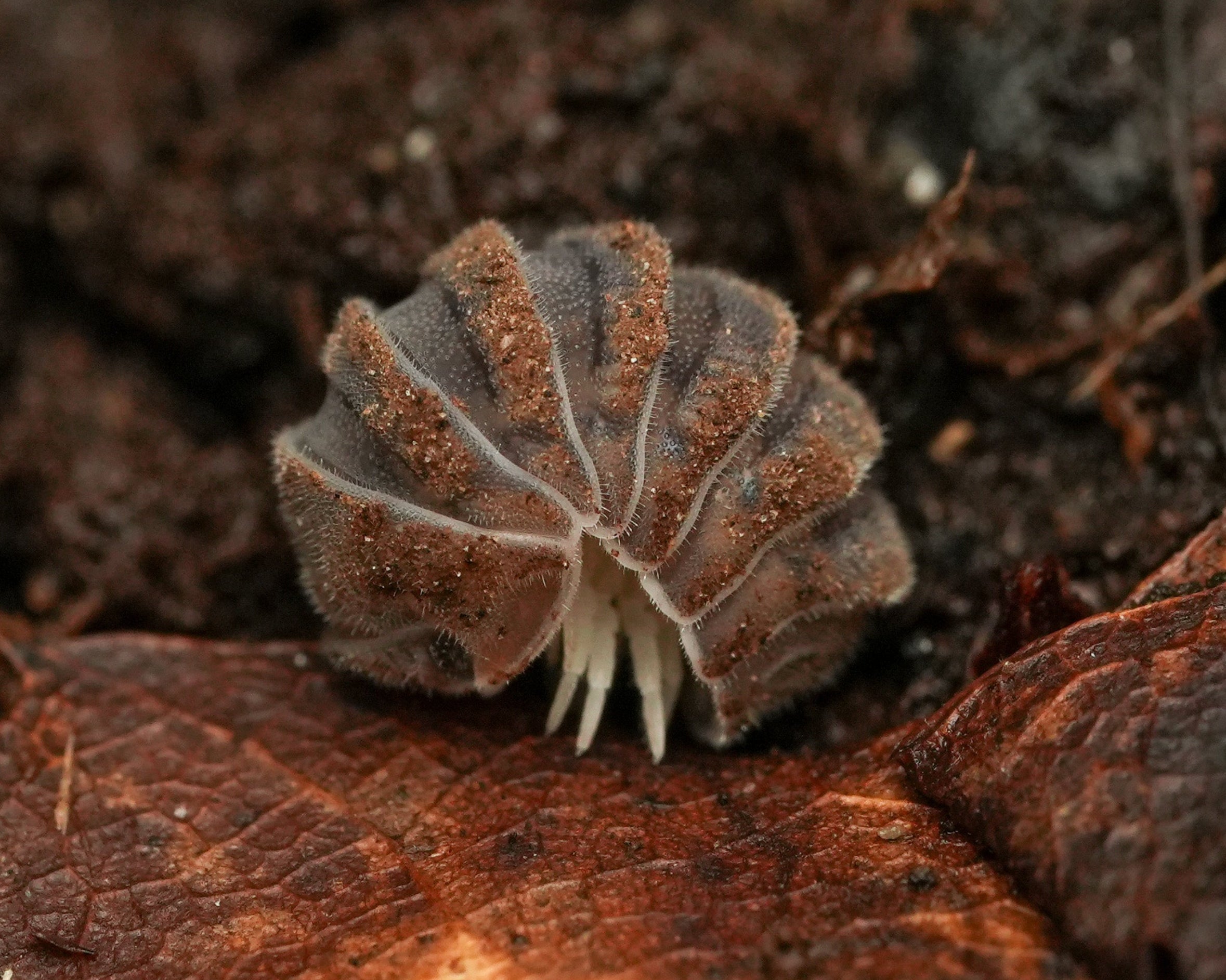 Close-up of a claymoss isopod