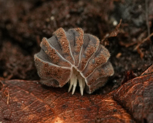 Close-up of a claymoss isopod