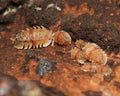 A group of cuban spiky isopods