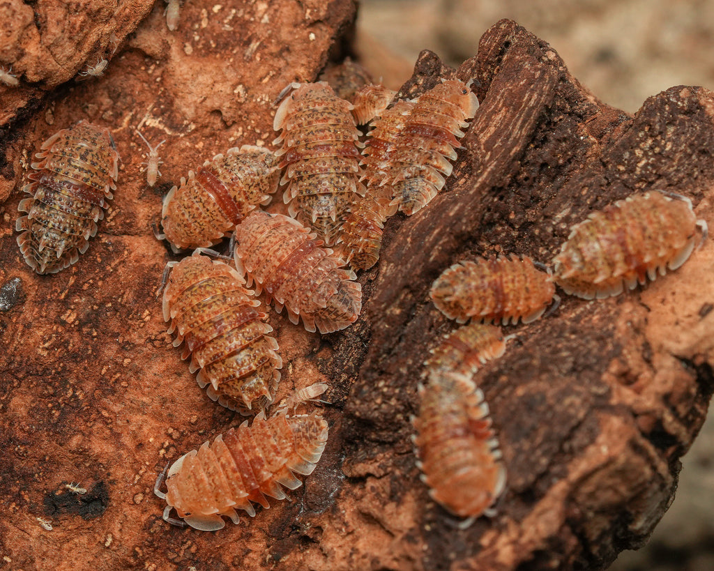 a group of cuban spiky isopods clustered together