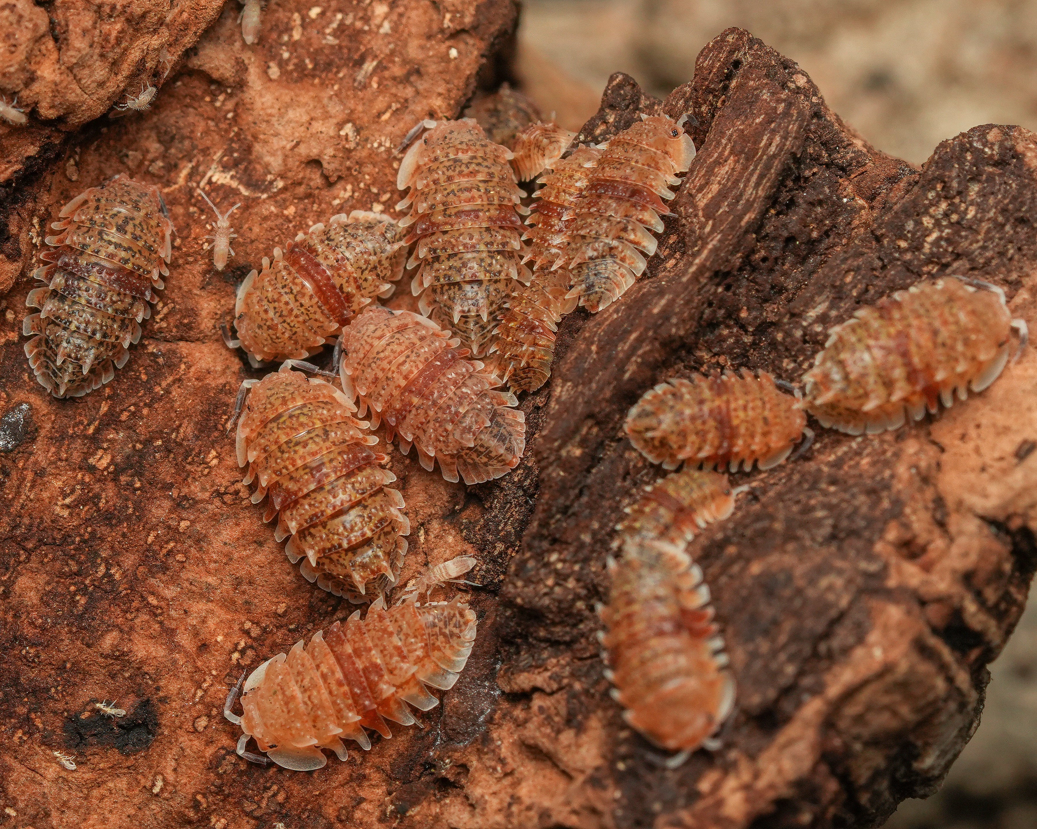 a group of cuban spiky isopods clustered together