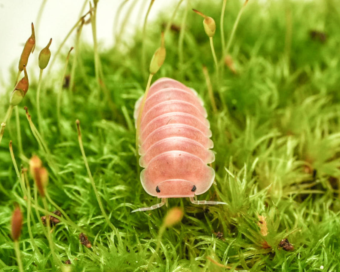a cubaris cherry blossom isopod in a meadow of moss