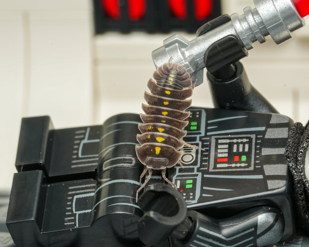 A DarthVader Isopod on a DarthVader lego piece